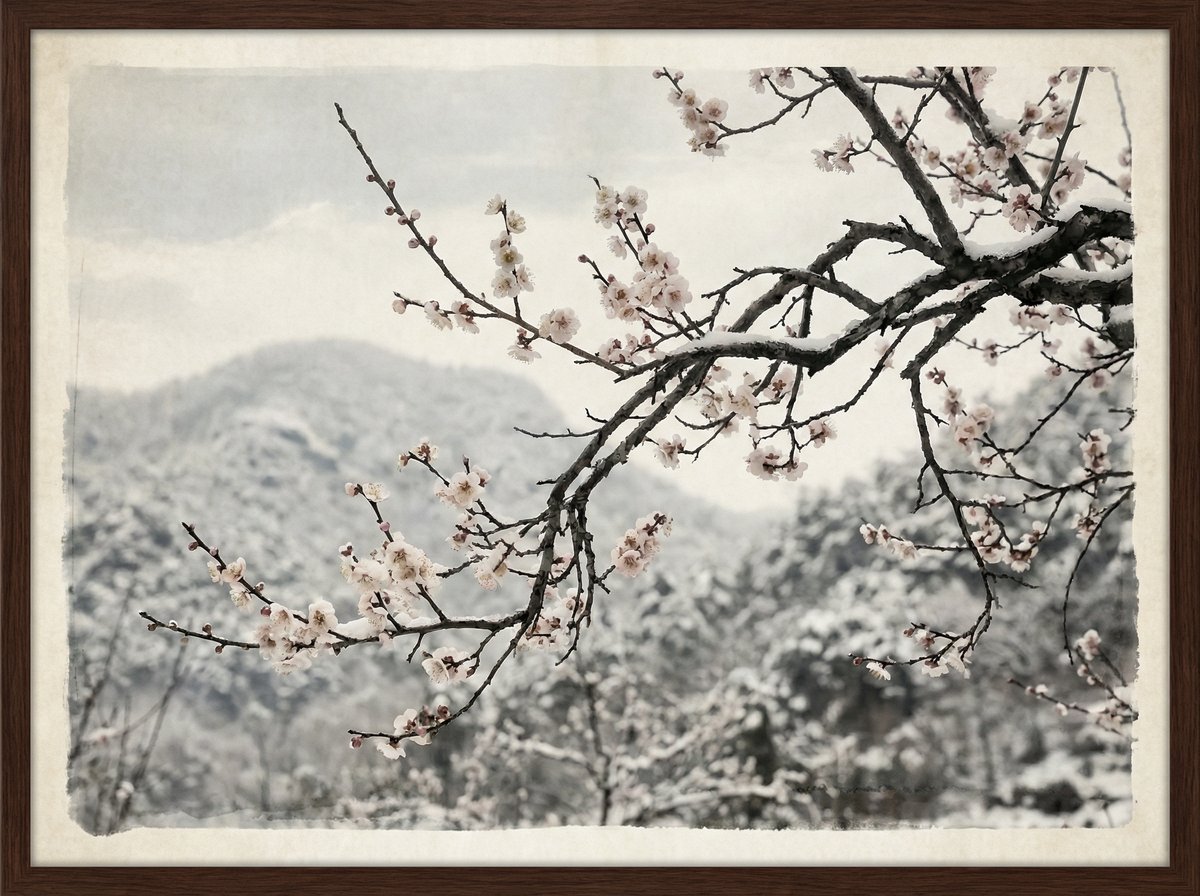 高清无码梅花视频